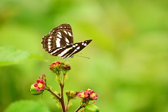 Brown butterfly with white spots on red flower