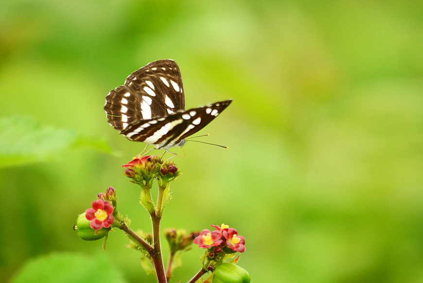 Brown butterfly with white spots on red flower