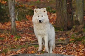 White Wolf Standing in Autumn Forest