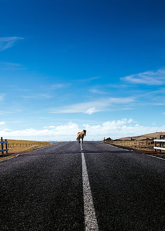 Brown Horse Walking Down Center of Rural Road