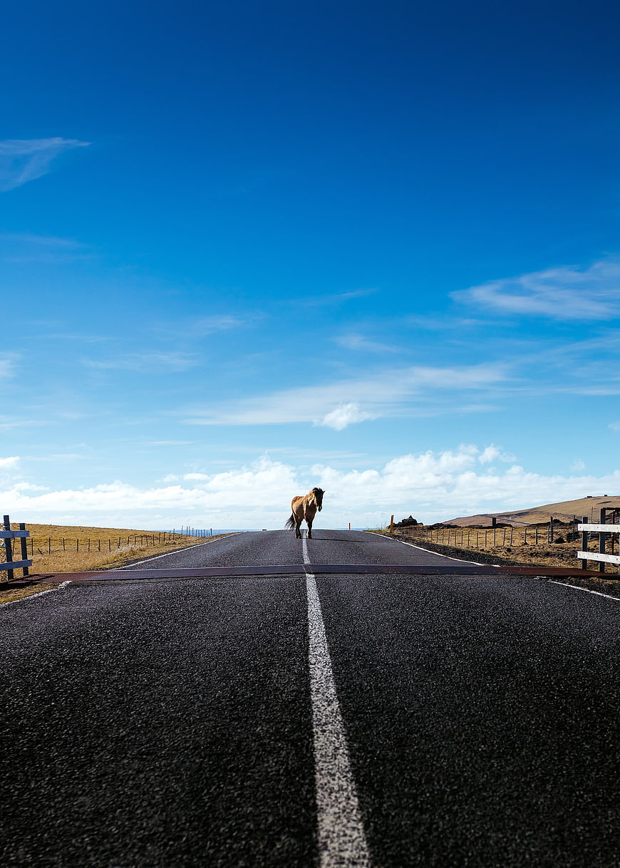Brown Horse Walking Down Center of Rural Road