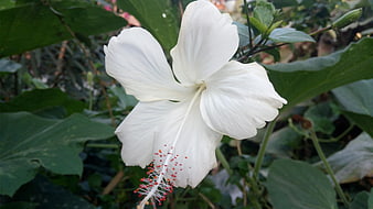 Close-up of a white hibiscus flower with green leaves