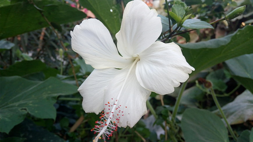 Close-up of a white hibiscus flower with green leaves