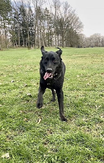 Happy Black Dog Running on Green Grass in Park