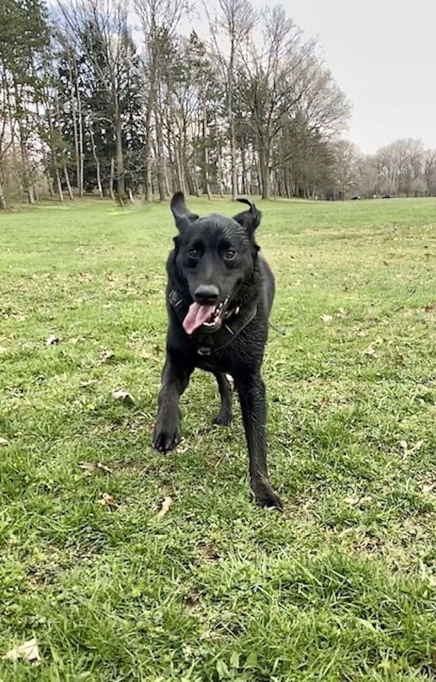 Happy Black Dog Running on Green Grass in Park