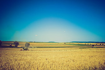 Harvester working in golden wheat field under blue sky