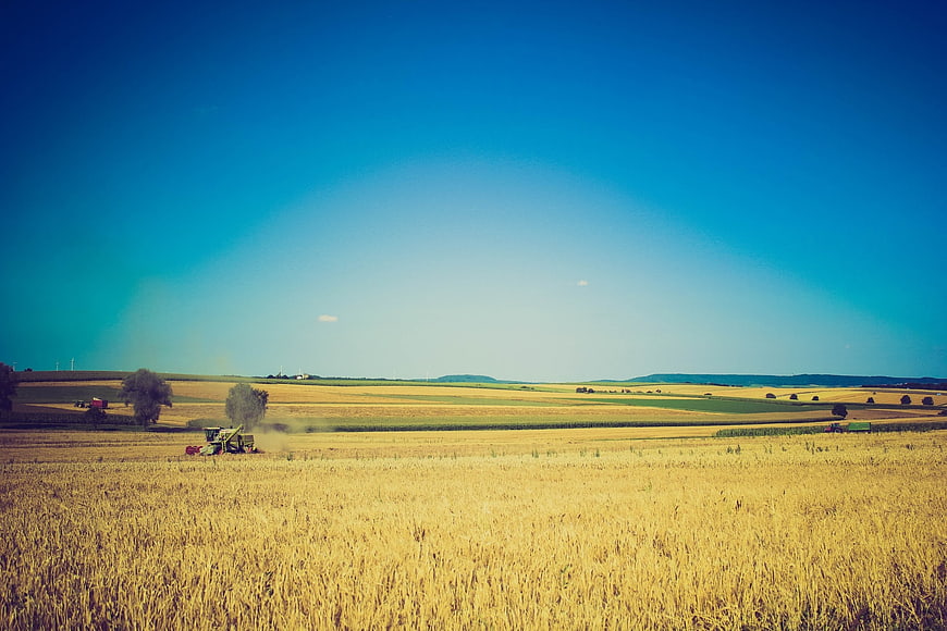 Harvester working in golden wheat field under blue sky