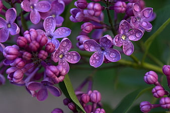 Close-up of purple lilac flowers with water droplets