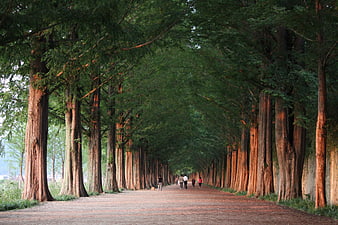 Tall Cypress Tree Tunnel Pathway With Walking People