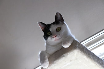 Curious black and white cat perched on a tower looking down