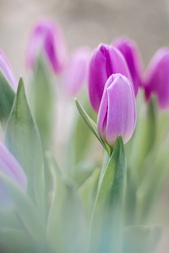 Soft Focus Purple Tulips in Spring Garden