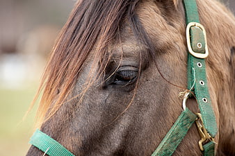 Close-up of Brown Horse Eye with Green Halter