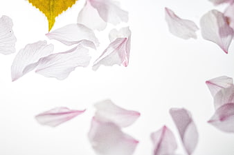Falling pink cherry blossom petals on white background