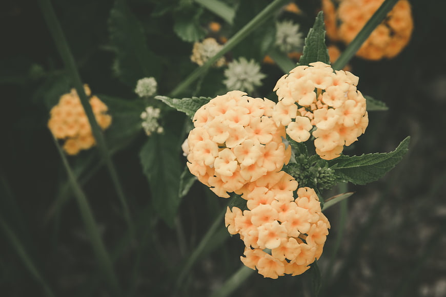 Close-up of orange lantana flowers with green leaves