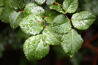 Closeup of Green Rose Leaves with Water Droplets