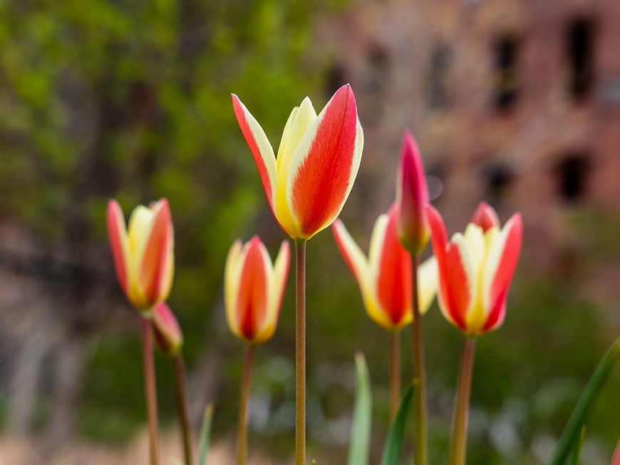Red and Yellow Tulips in Spring Park