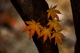 Close-up of vibrant orange maple leaves on a dark branch