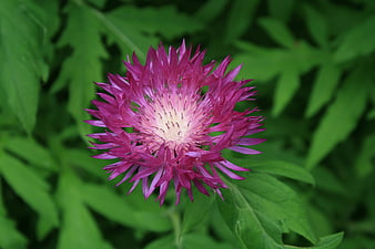 Close-up of vibrant pink flower with green leaves
