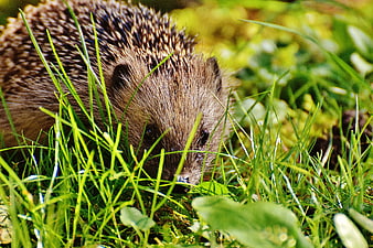 Cute Hedgehog Foraging in Green Grass