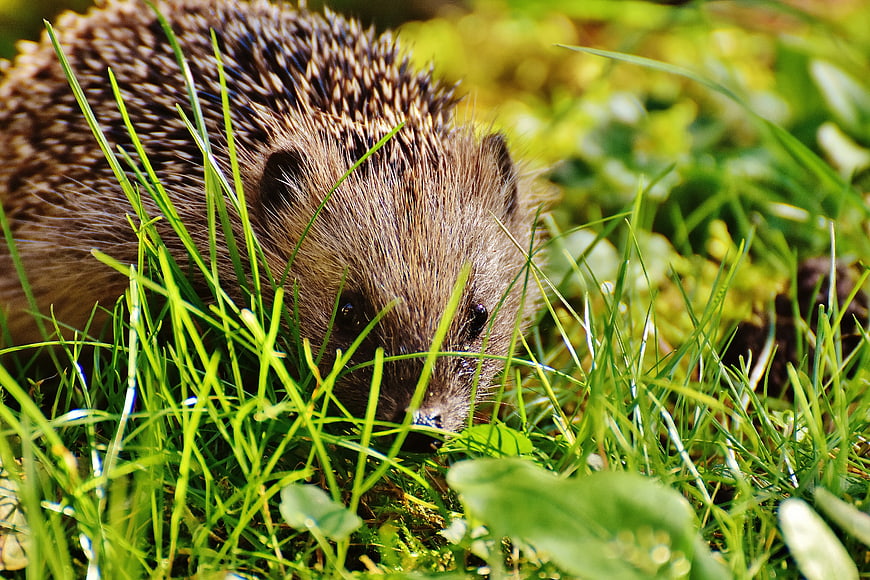 Cute Hedgehog Foraging in Green Grass