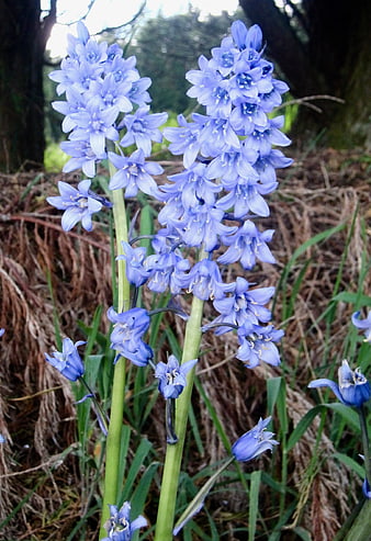 Wild Bluebells Blooming In Spring Forest Undergrowth