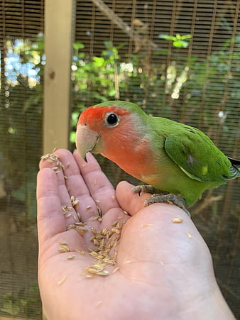 Green Lovebird Eating Seeds from Hand