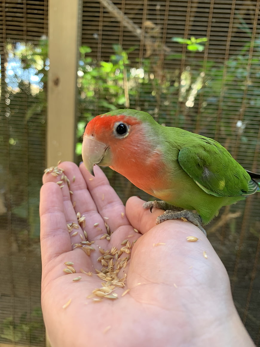 Green Lovebird Eating Seeds from Hand