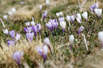 Purple and white crocuses blooming in early spring grass