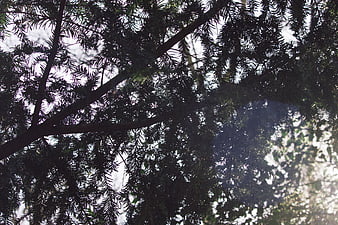 Low angle view of pine tree branches against bright sky