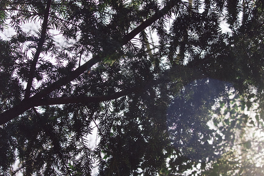 Low angle view of pine tree branches against bright sky