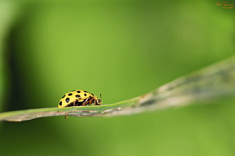 Yellow Ladybird Beetle Perched on Green Leaf Close Up