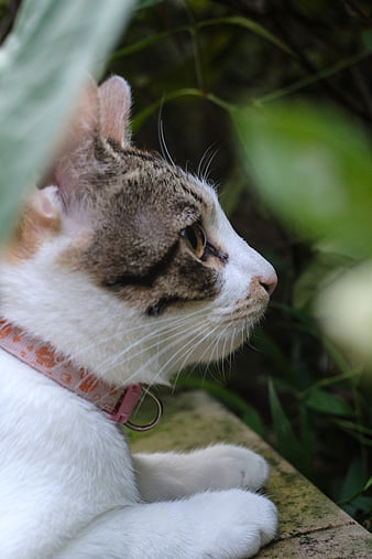Close-up of a white and tabby cat in a garden