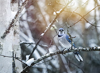 Blue Jay Perched on Snowy Birch Branch in Winter Forest