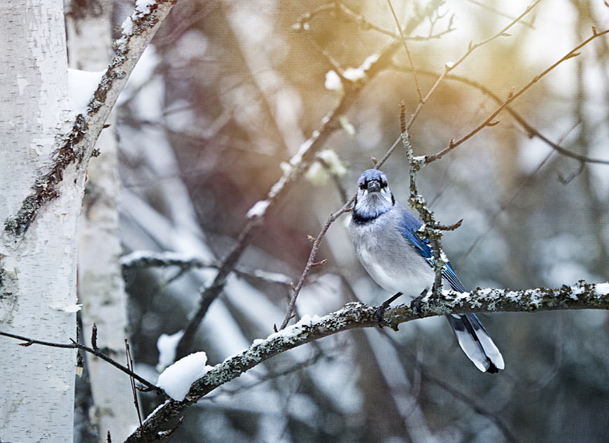 Blue Jay Perched on Snowy Birch Branch in Winter Forest