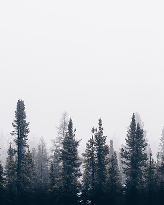 Misty Pine Forest with Large Copyspace