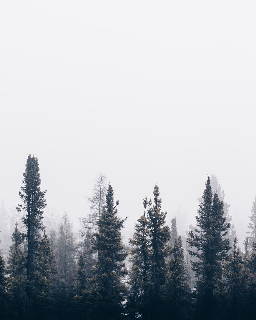 Misty Pine Forest with Large Copyspace