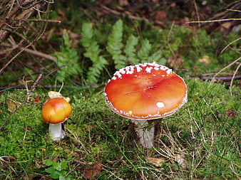 Red Fly Agaric Mushrooms in Mossy Forest