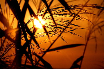 Silhouette of tall grass against golden sunset background