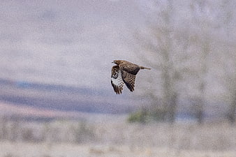Red-tailed Hawk Flying in Flight Against Blurred Background