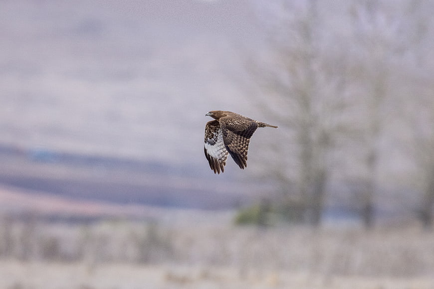 Red-tailed Hawk Flying in Flight Against Blurred Background