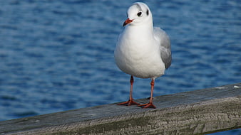 Black-headed Gull Standing on Wooden Pier by Blue Water