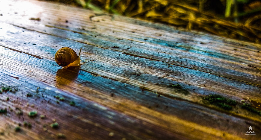 Snail crawling on wet blue wooden planks in nature