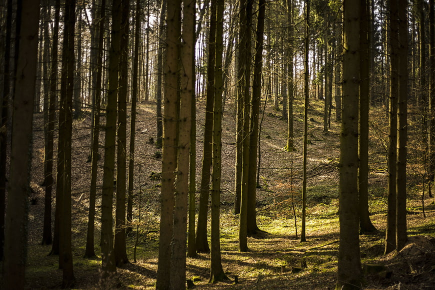 Sunlit Pine Forest with Mossy Ground and Tall Trunks
