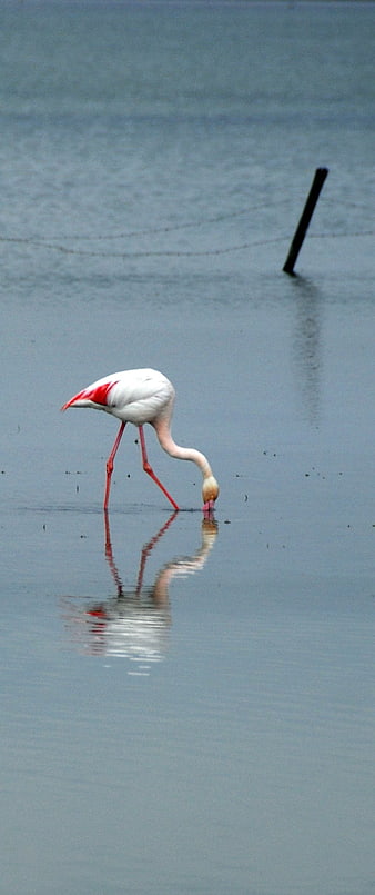 Solitary flamingo feeding in calm blue water