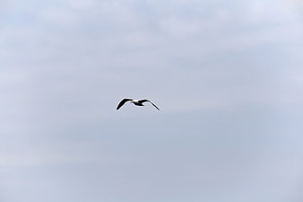 Seagull Soaring Against Overcast Gray Sky