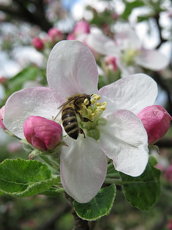 Honeybee Pollinating White Apple Blossom in Spring