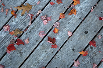 Fall Leaves Scattered on Weathered Wooden Deck Planks