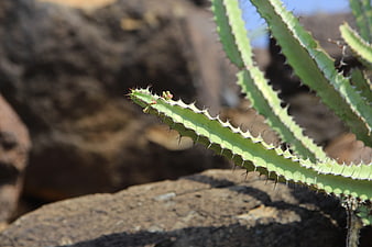 Close-up of spiky green cactus stem against rocky background