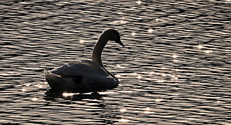 Majestic Swan Swimming on Sparkling Water Surface at Dusk