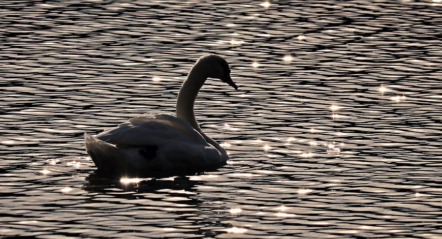 Majestic Swan Swimming on Sparkling Water Surface at Dusk